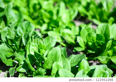 Fresh spinach plants thriving in a homegrown vegetable bed Fresh spinach plants thriving in a homegrown vegetable bed 122952266