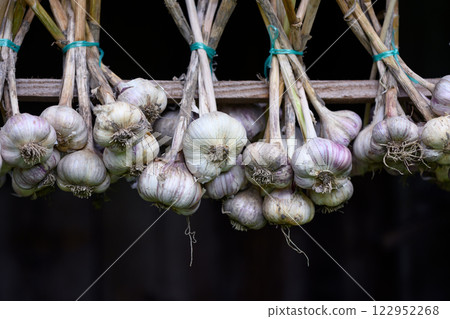 Freshly harvested garlic tied in bundles and drying outdoors Freshly harvested garlic tied in bundles and drying outdoors 122952268