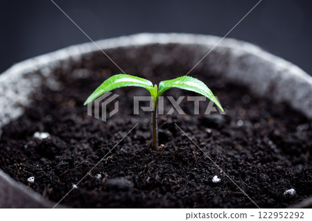 Small hot pepper seedling in a soil in a peat cup Small hot pepper seedling in a soil in a peat cup 122952292