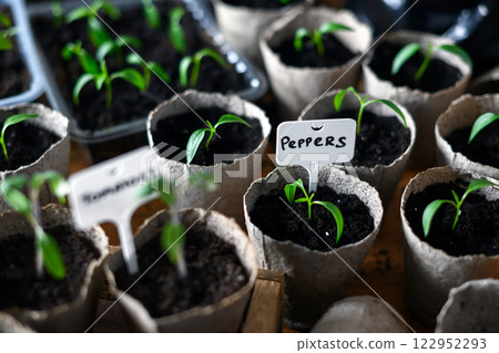 Tomato and pepper sprouts in natural containers 122952293