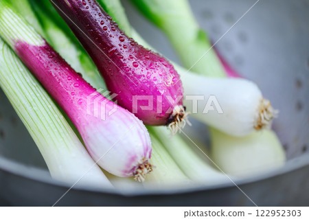 Young garden onions with greens and water drops Young garden onions with greens and water drops 122952303