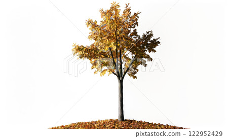 A solitary autumn tree with colorful leaves stands against a white background in bright daylight 122952429
