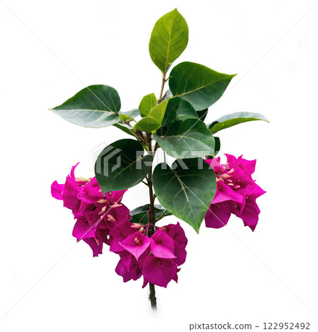 Vibrant bougainvillea plant with striking purple flowers and lush green leaves in bright setting Vibrant bougainvillea plant with striking purple flowers and lush green leaves in bright setting 122952492