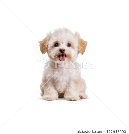 A fluffy white puppy sitting happily with its tongue out against a plain background A fluffy white puppy sitting happily with its tongue out against a plain background 122952600