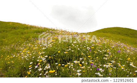 Wildflower meadow blooming on a hilltop at midday in spring under cloudy skies 122952601