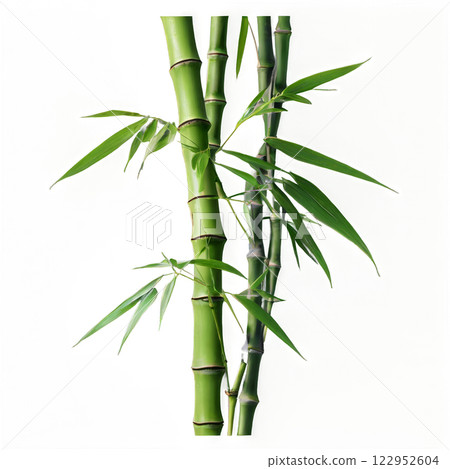 Bamboo stalks and leaves arranged creatively on a white background highlighting their natural beauty 122952604
