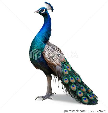 A vibrant peacock displaying its colorful plumage in a natural setting during daylight 122952624