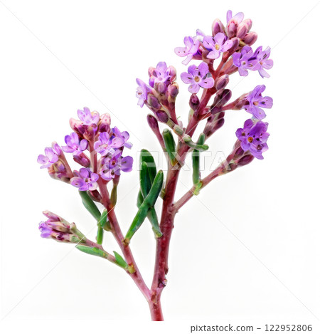 Purple lavender flowers with delicate petals against a white background in natural setting 122952806