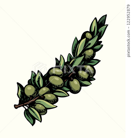 Vector drawing. Olive branch with fruits Vector drawing. Olive branch with fruits 122952879