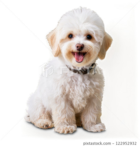 Adorable fluffy white dog sitting happily on a light background 122952932
