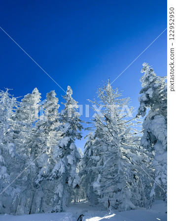 Winter landscape - frosty trees, fir trees in the winter forest in cold weather. Calm nature of winter forest under snowfall. Winter landscape - frosty trees, fir trees in the winter forest in cold weather. Calm nature of winter forest under snowfall. 122952950