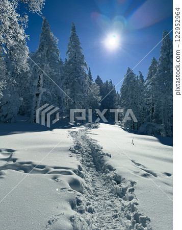 Winter landscape - frosty trees, fir trees in the winter forest in cold weather. Calm nature of winter forest under snowfall. Winter landscape - frosty trees, fir trees in the winter forest in cold weather. Calm nature of winter forest under snowfall. 122952964