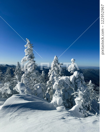 Winter landscape - frosty trees, fir trees in the winter forest in cold weather. Calm nature of winter forest under snowfall.  122952967