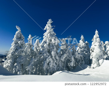 Winter landscape - frosty trees, fir trees in the winter forest in cold weather. Calm nature of winter forest under snowfall.  122952972