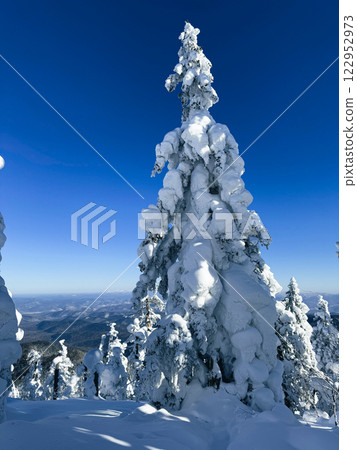 Winter landscape - frosty trees, fir trees in the winter forest in cold weather. Calm nature of winter forest under snowfall. Winter landscape - frosty trees, fir trees in the winter forest in cold weather. Calm nature of winter forest under snowfall. 122952973