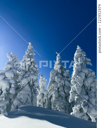 Winter landscape - frosty trees, fir trees in the winter forest in cold weather. Calm nature of winter forest under snowfall. Winter landscape - frosty trees, fir trees in the winter forest in cold weather. Calm nature of winter forest under snowfall. 122952974