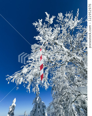 Winter landscape - frosty trees, fir trees in the winter forest in cold weather. Calm nature of winter forest under snowfall.  122952976