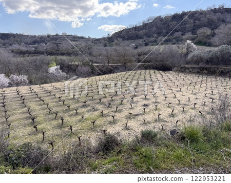 Vineyard landscape in green fields. Mediterranean agriculture in spring, vineyard in the highlands. Vineyard landscape in green fields. Mediterranean agriculture in spring, vineyard in the highlands. 122953221