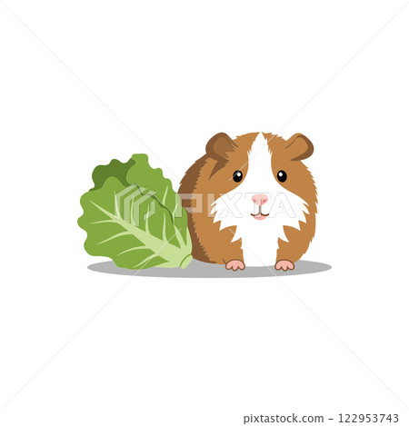 Cute guinea pig with fresh lettuce in flat vector art Cute guinea pig with fresh lettuce in flat vector art 122953743
