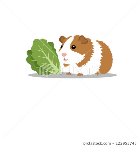 Cute guinea pig enjoying fresh lettuce in flat vector art Cute guinea pig enjoying fresh lettuce in flat vector art 122953745