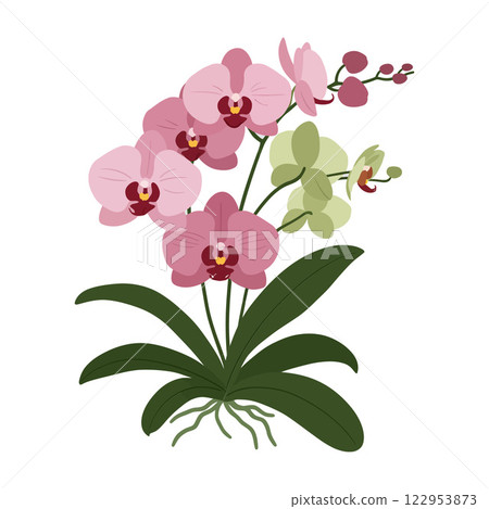 Orchid flower arrangement in flat design style vector art Orchid flower arrangement in flat design style vector art 122953873