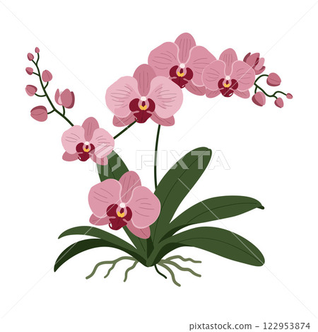 Pink orchid flowers in a detailed flat design vector illustration 122953874