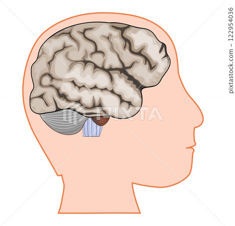 Human head with Brain 122954036
