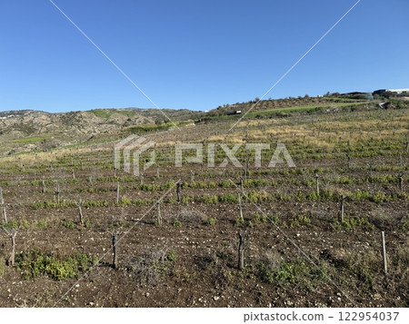 Vineyard landscape in green fields. Mediterranean agriculture in spring, vineyard in the highlands. Vineyard landscape in green fields. Mediterranean agriculture in spring, vineyard in the highlands. 122954037