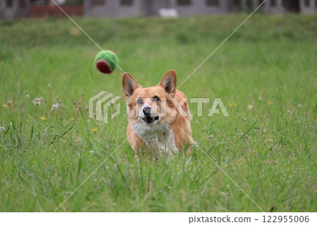 柯基犬追球 柯基犬追球 122955006