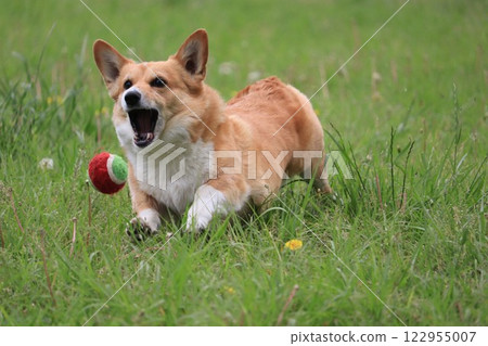 柯基犬追球 122955007