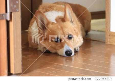 Corgi lying down and looking at you Corgi lying down and looking at you 122955008