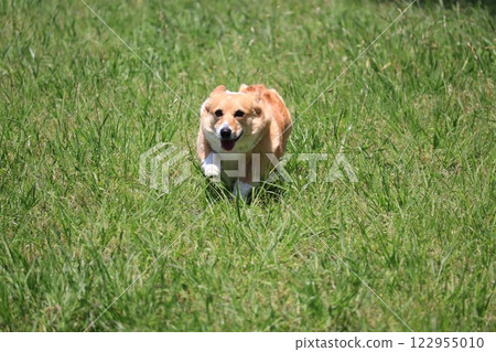 Corgi sprinting 122955010
