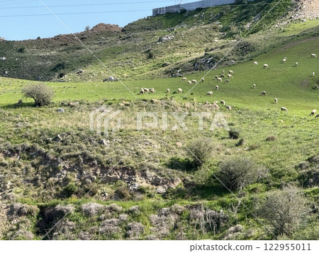 Herd of goats and sheep in farmyard setting. Mediterranean dairy farm, breeding of farm animals. 122955011