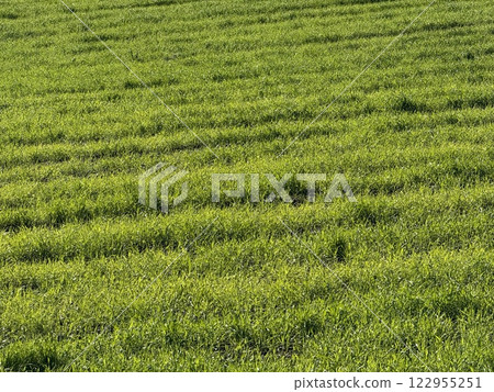 Vibrant green grass field texture. Spring time, a field with bright green grass. 122955251