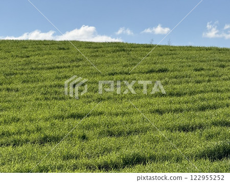 Vibrant green grass field texture. Spring time, a field with bright green grass. 122955252