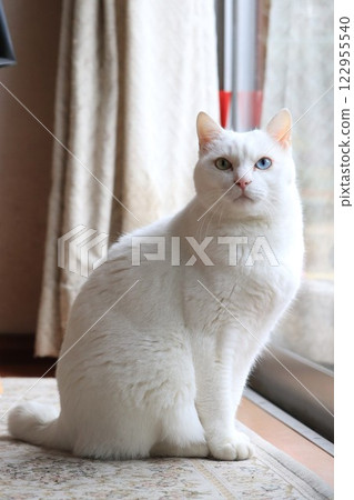 在窗口的白色貓 122955540
