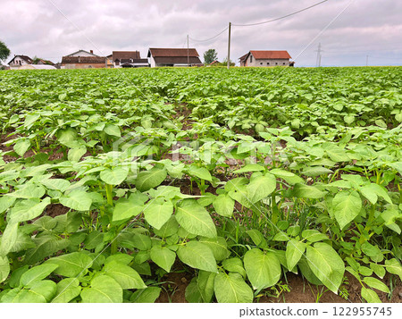 A Green potato field during spring. Food. Nature background A Green potato field during spring. Food. Nature background 122955745