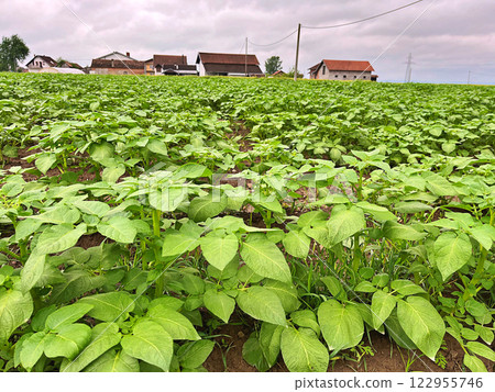 A Green potato field during spring. Food. Nature background 122955746