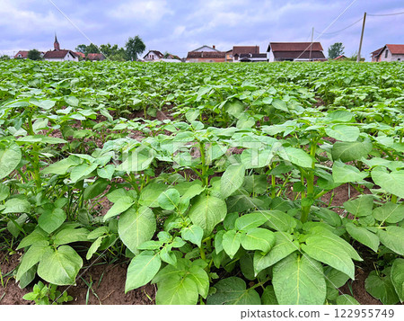 A Green potato field during spring. Food. Nature background 122955749