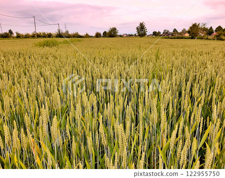 View over wheat field during spring. Nature background View over wheat field during spring. Nature background 122955750