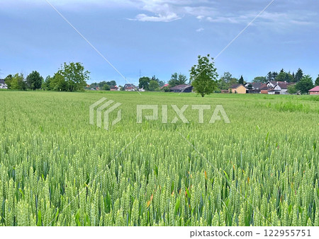 View over wheat field during spring. Nature background 122955751