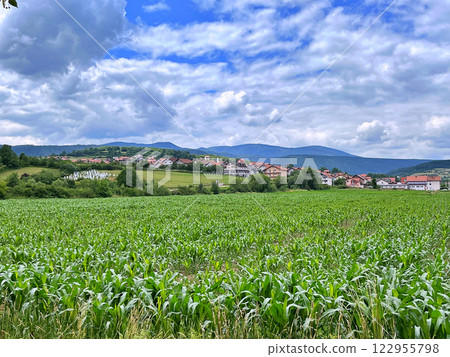 Green corn field Green corn field 122955798