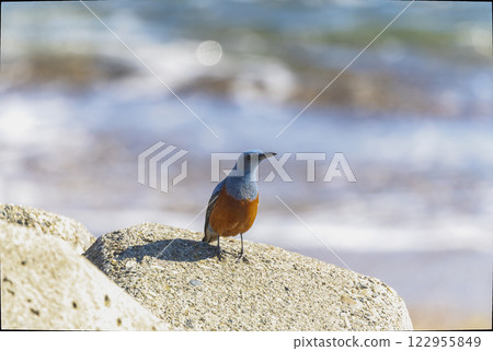 Rock Thrush photographed at the seaside 122955849