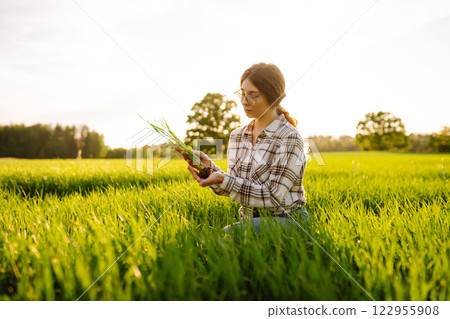 Woman owner of a wheat farm checks quality of wheat through an application on digital tablet. 122955908