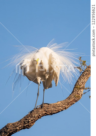white and white portrait of a white and blue heron white and white portrait of a white and blue heron 122956621