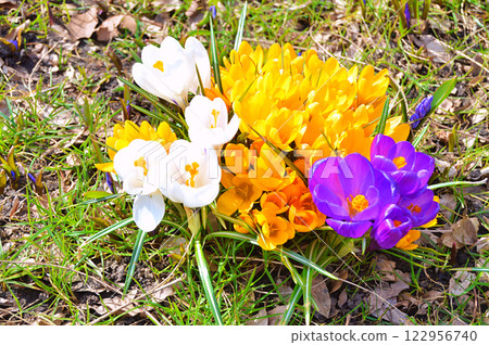 Saffron, Crocus sativus, First spring flower in city park 122956740