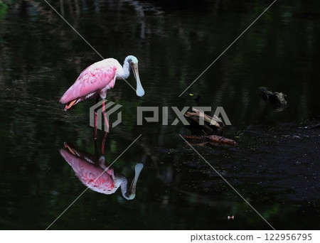 Roseate spoonbill Roseate spoonbill 122956795