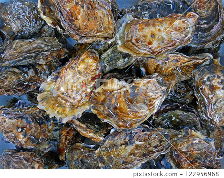 Photo of oysters with shells fully attached, in a styrofoam crate Photo of oysters with shells fully attached, in a styrofoam crate 122956968