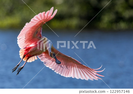 Roseate spoonbill 122957146