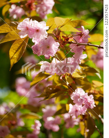 Sakura cherry blossom in Vienna. Vertical photo. Spring concept Sakura cherry blossom in Vienna. Vertical photo. Spring concept 122957428